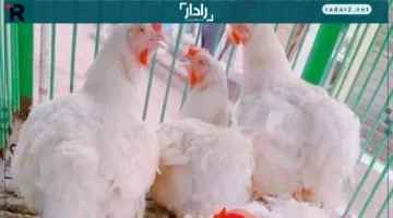 أسعار كيلو الفراخ البيضاء اليوم في كفر الشيخ الأربعاء 12 نوفمبر 2025